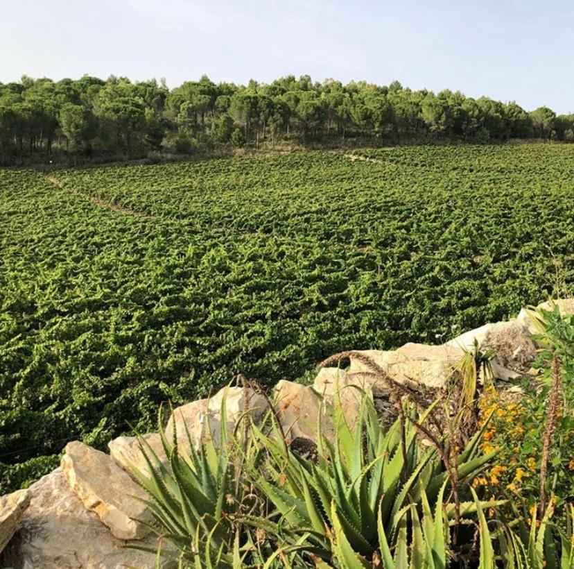 Agriturismo Tenute Pispisa Segesta Villa Calatafimi Eksteriør bilde