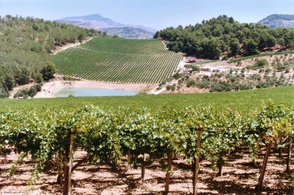 Agriturismo Tenute Pispisa Segesta Villa Calatafimi Eksteriør bilde