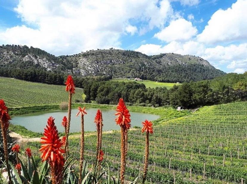 Agriturismo Tenute Pispisa Segesta Villa Calatafimi Eksteriør bilde