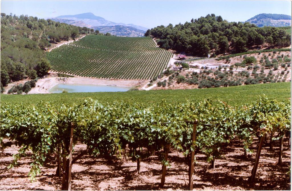 Agriturismo Tenute Pispisa Segesta Villa Calatafimi Eksteriør bilde